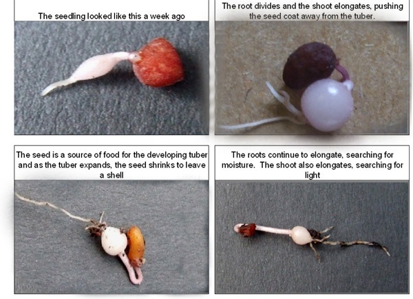 Cyclamen germination - the story continues